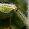 SmugMug > all-time keyword > macro > Brilliant Nautilus photo