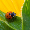 SmugMug > all-time keyword > macro > Brilliant Nautilus photo
