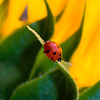 SmugMug > all-time keyword > macro > Brilliant Nautilus photo