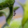 SmugMug > all-time keyword > macro > hairs are suppose to protect plants from intruders